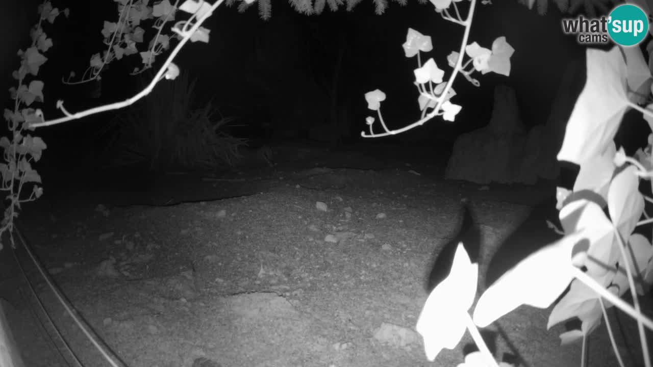 Webcam live Zoo Ljubljana – Suricata
