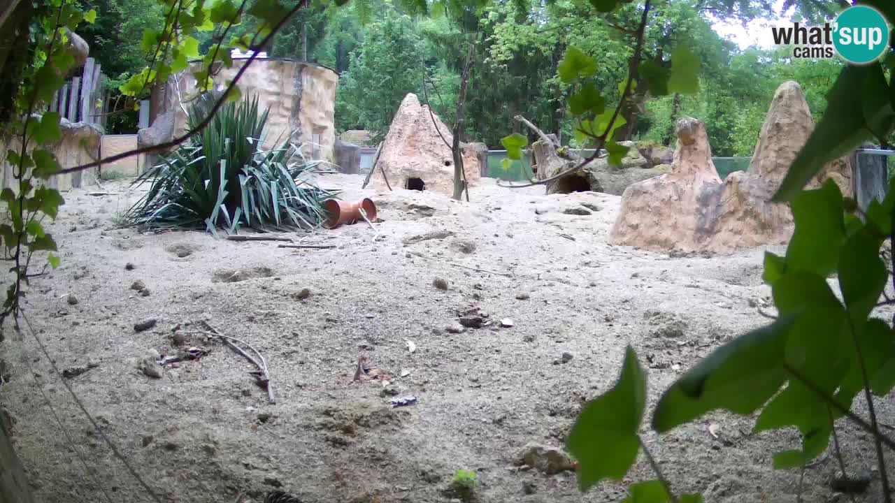 Webcam Zoo Ljubljana – Suricate