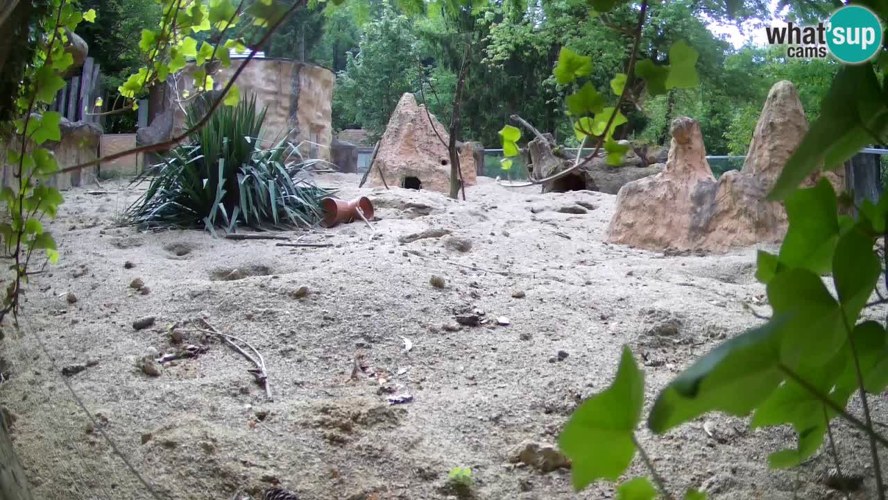 Webcam Zoo Ljubljana – Suricate
