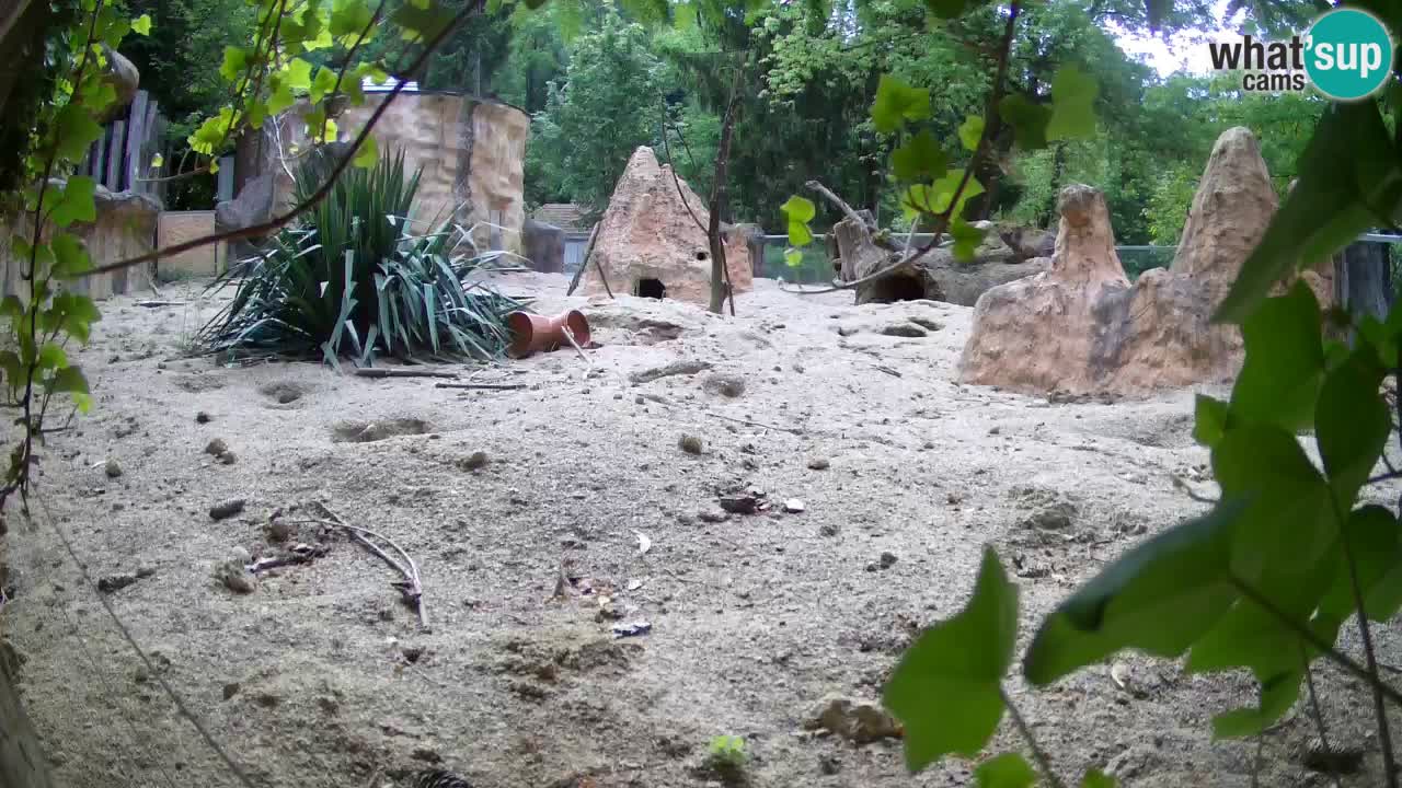 Webcam Zoo Ljubljana – Suricate