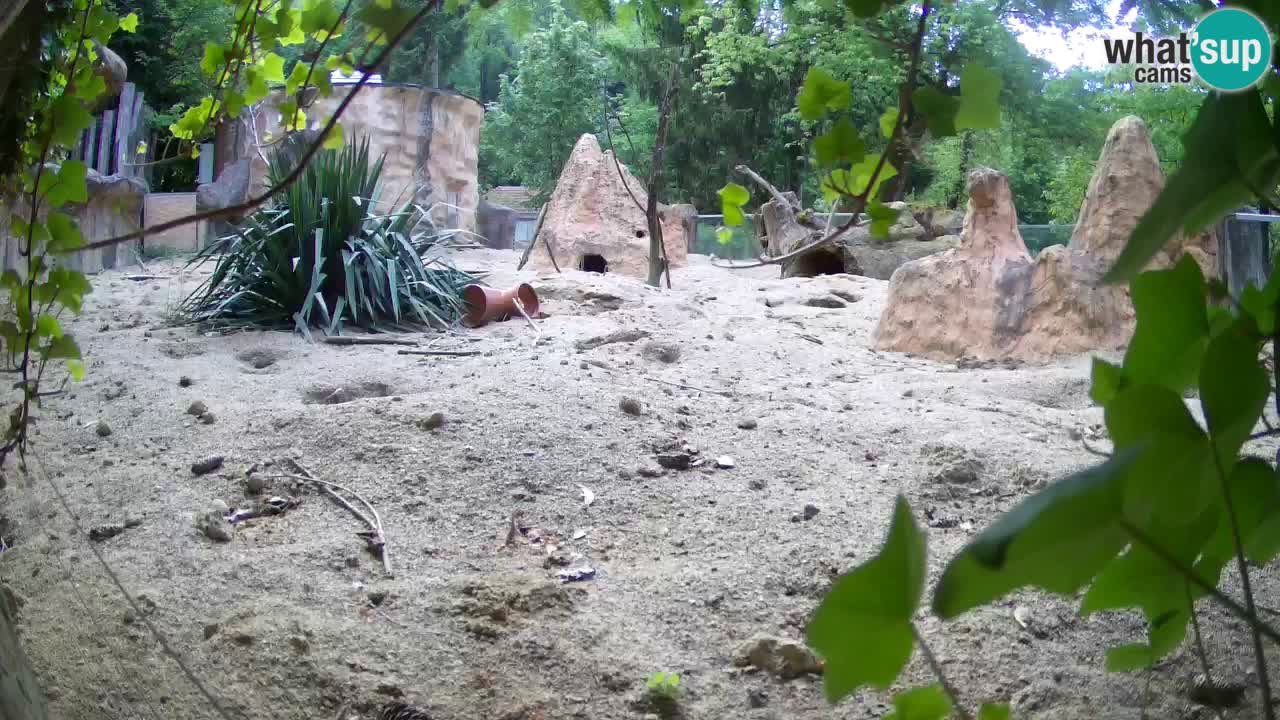 Webcam live Zoo Ljubljana – Suricata