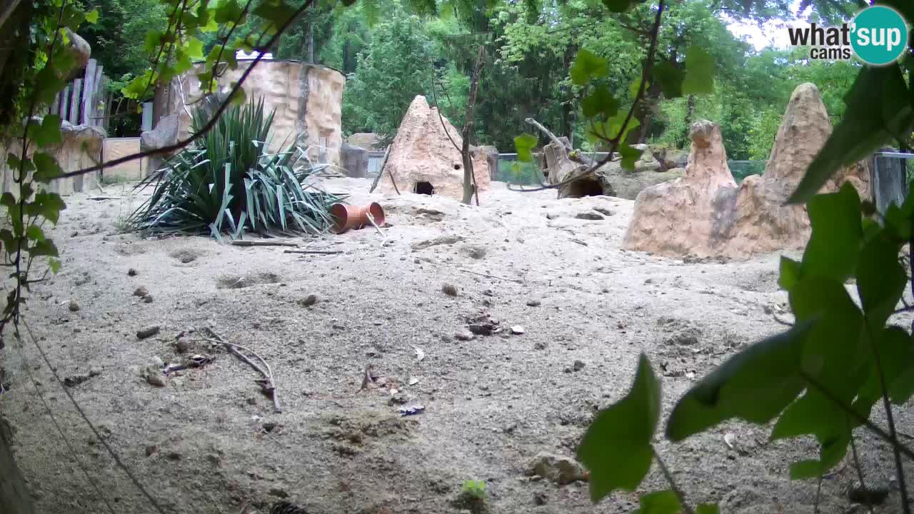 Webcam live Zoo Ljubljana – Suricata