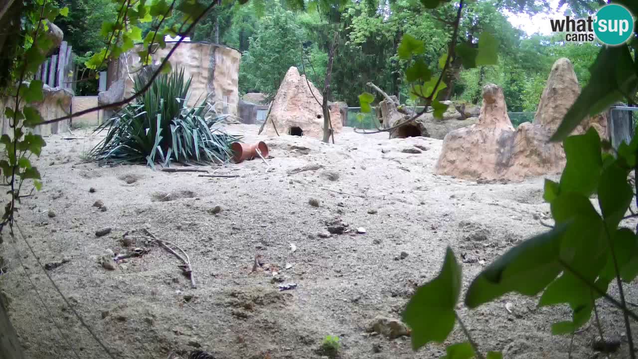 Zoo Ljubljana – Meerkat (Suricata)