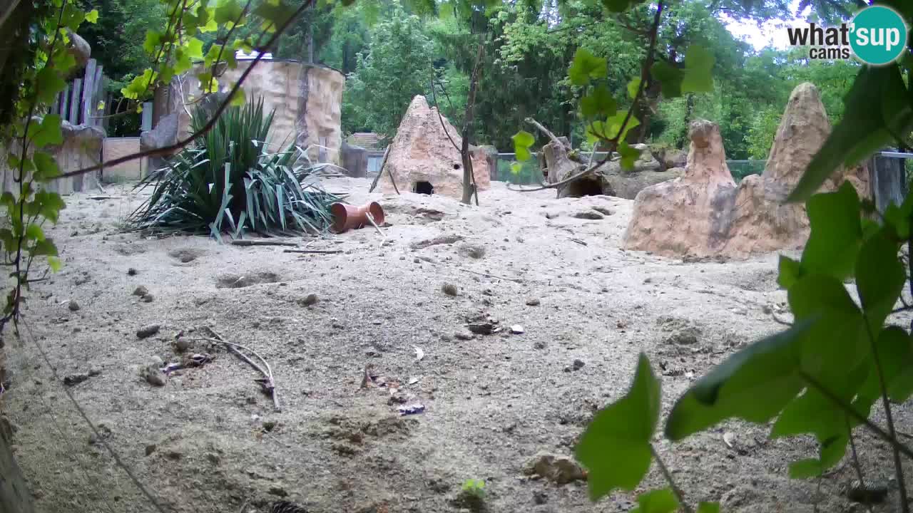 Zoo Ljubljana – Live webcam Meerkat (Suricata)