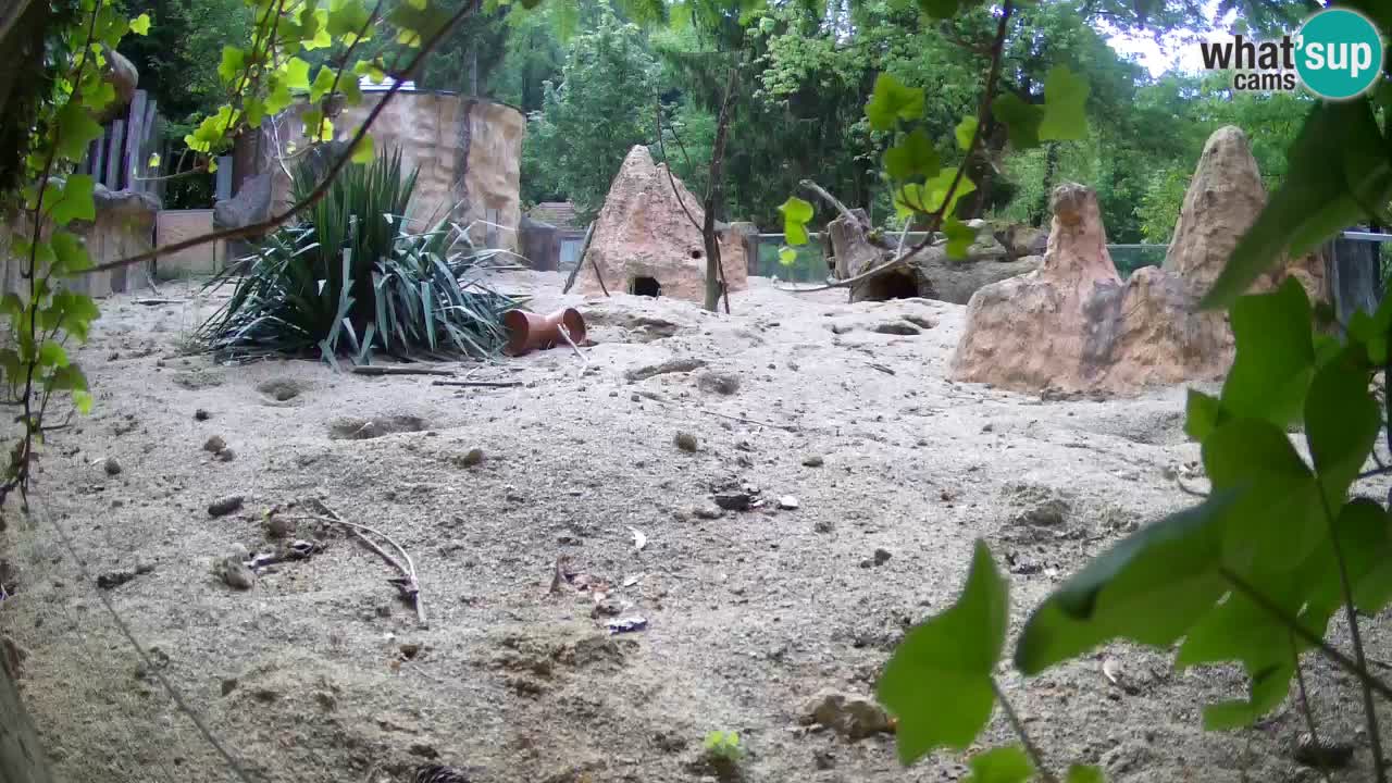Webcam live Zoo Ljubljana – Suricata