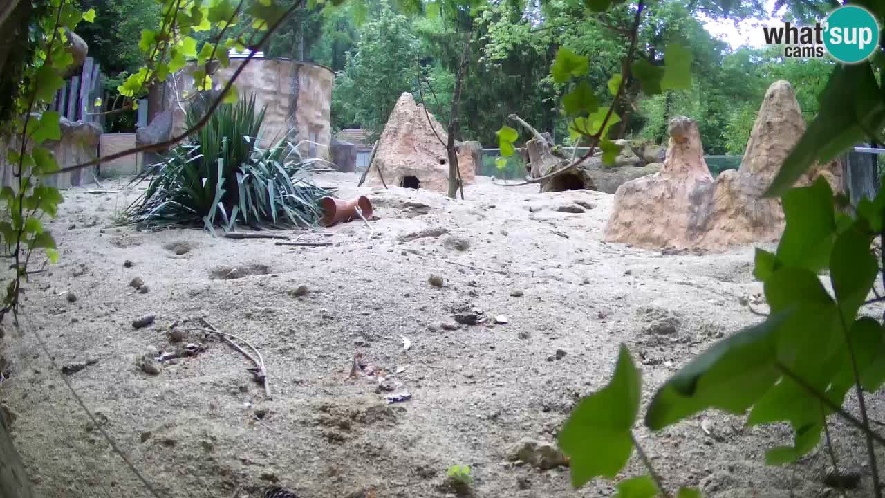 Webcam live Zoo Ljubljana – Suricata