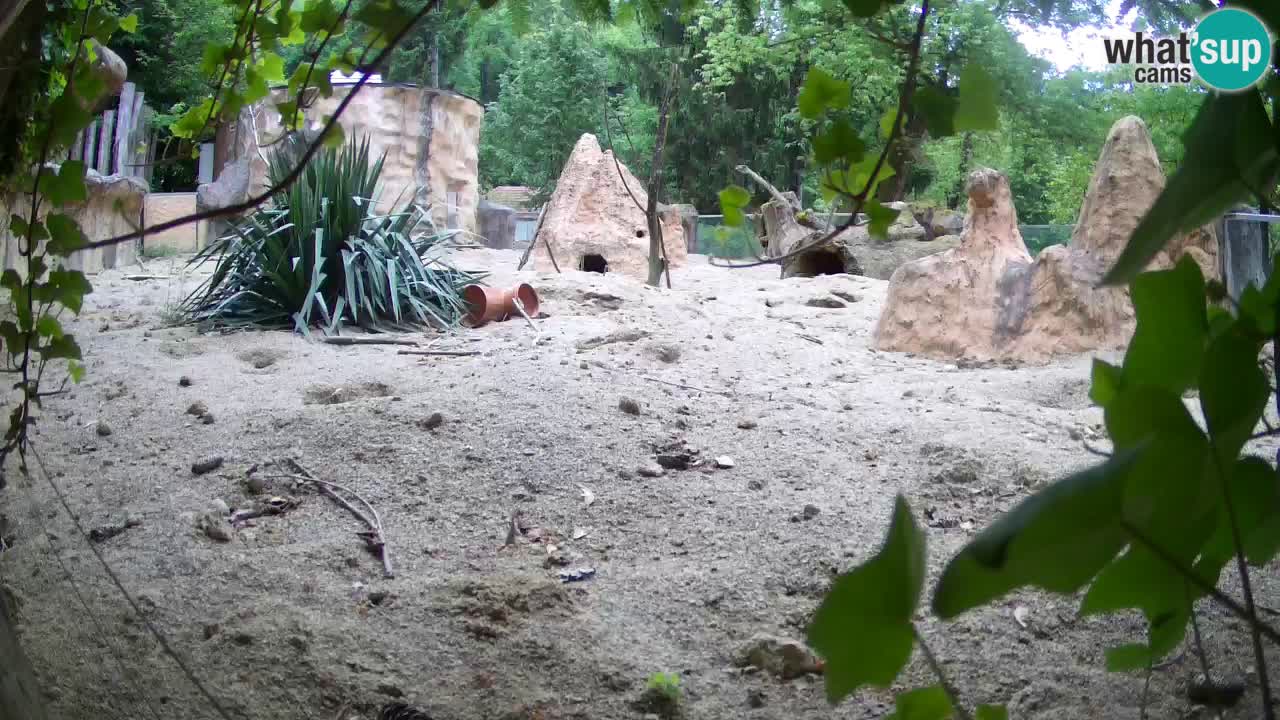 Webcam live Zoo Ljubljana – Suricata