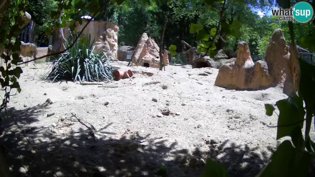 Zoo Ljubljana – Meerkat (Suricata)