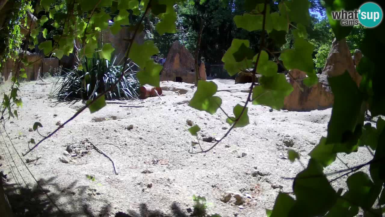 Zoo Ljubljana – Live webcam Meerkat (Suricata)