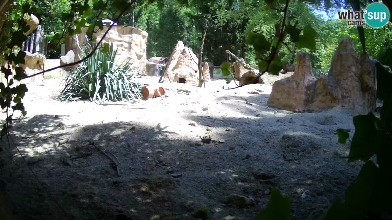 Webcam Zoo Ljubljana – Suricate
