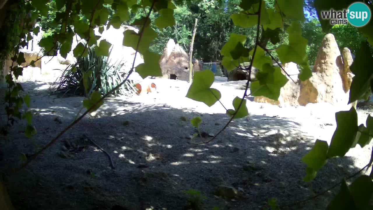 Zoo Ljubljana – Live webcam Meerkat (Suricata)