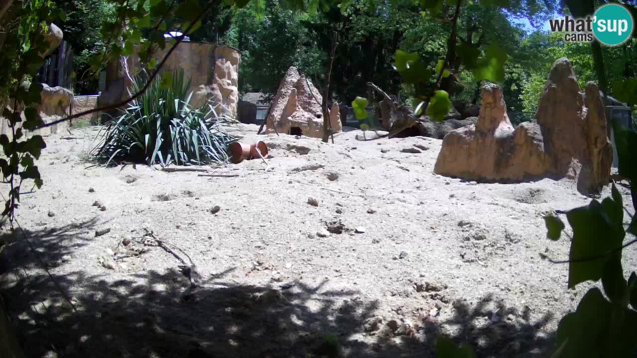 Webcam live Zoo Ljubljana – Suricata
