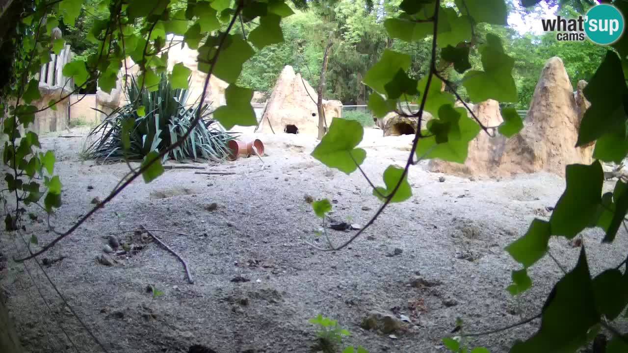 Zoo Ljubljana – Live webcam Meerkat (Suricata)