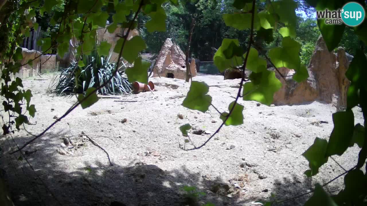 Zoo Ljubljana – Live webcam Meerkat (Suricata)