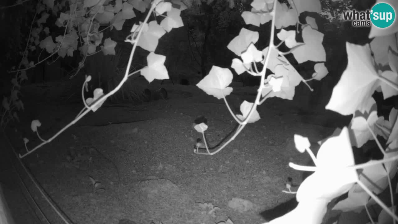 Zoo Ljubljana – Live webcam Meerkat (Suricata)