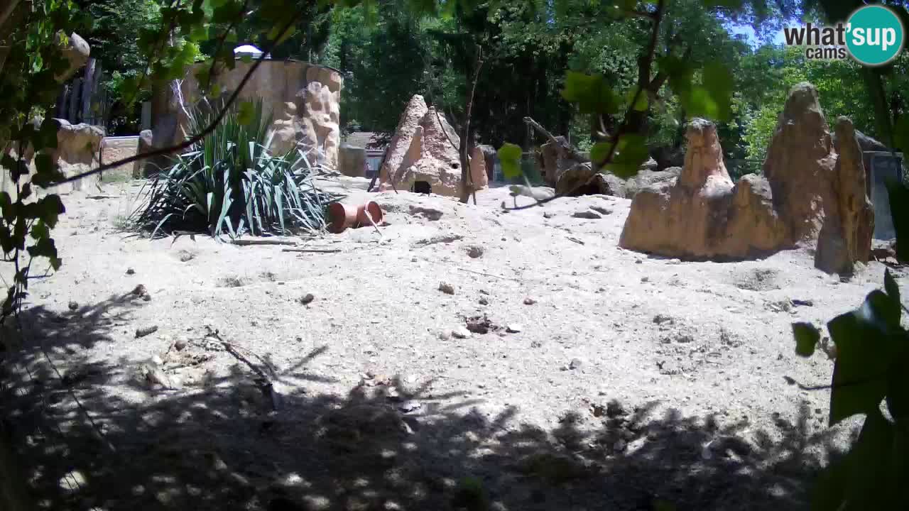 Webcam live Zoo Ljubljana – Suricata