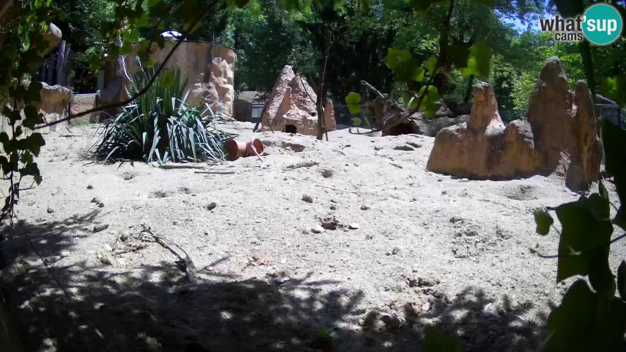 Live cam Zoo Ljubljana – Erdmännchen