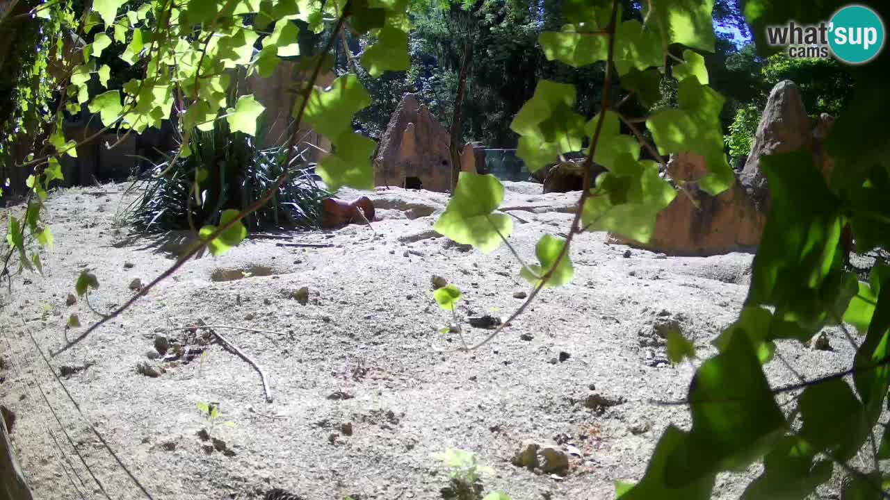 Webcam live Zoo Ljubljana – Suricata