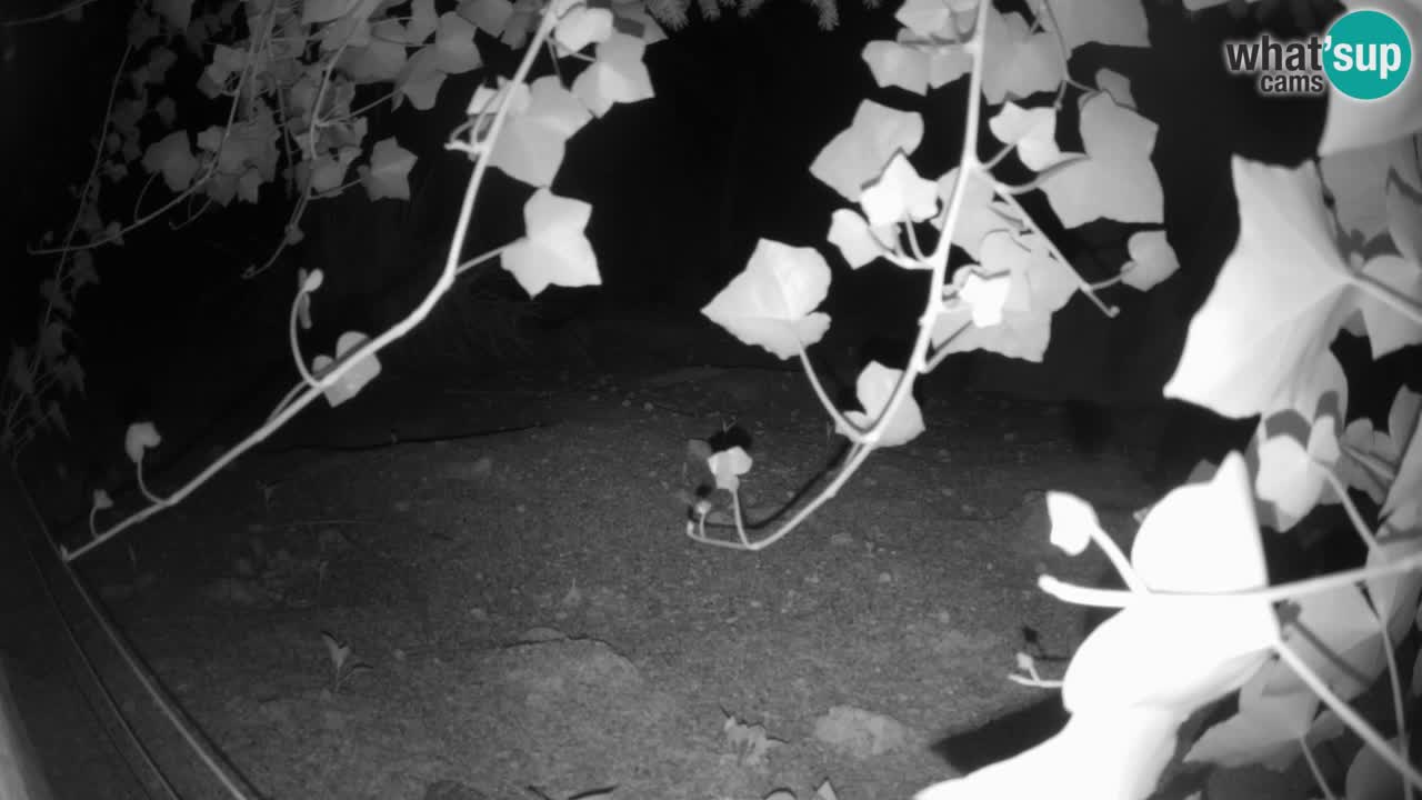 Live cam Zoo Ljubljana – Erdmännchen
