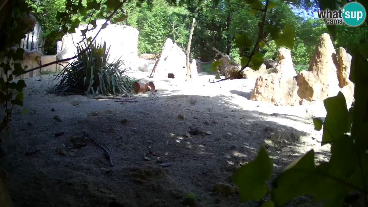 Webcam live Zoo Ljubljana – Suricata