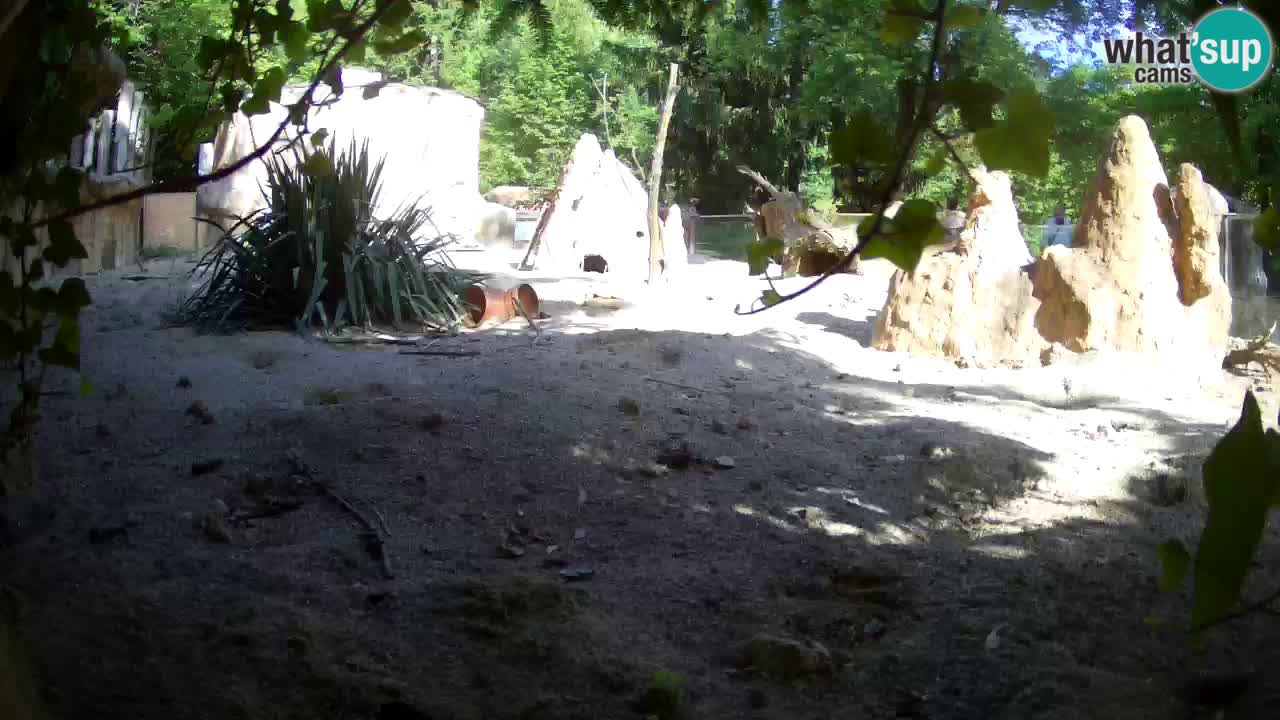Webcam live Zoo Ljubljana – Suricata