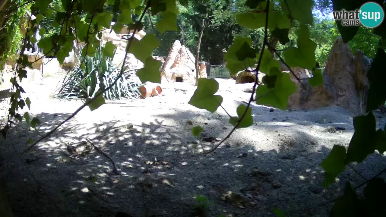 Webcam live Zoo Ljubljana – Suricata