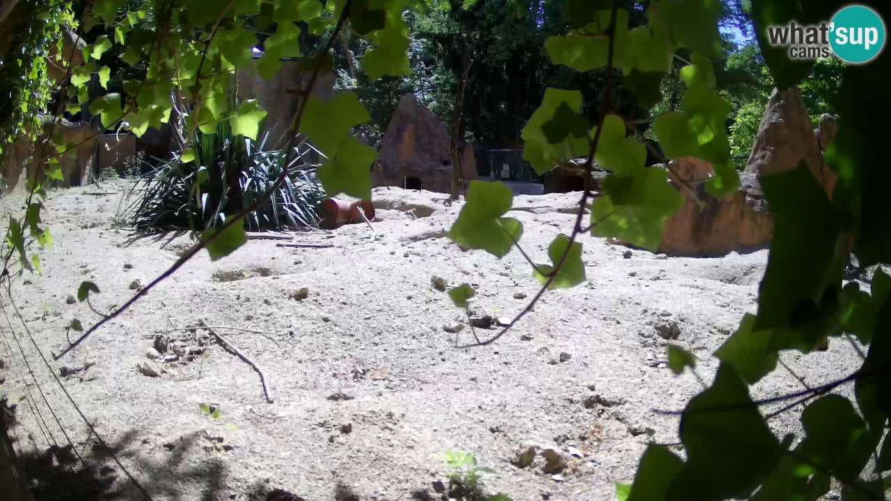 Zoo Ljubljana – Live webcam Meerkat (Suricata)
