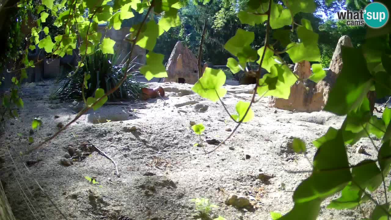 Live cam Zoo Ljubljana – Erdmännchen