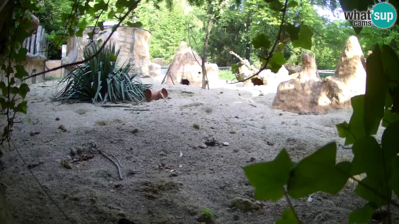 Live cam Zoo Ljubljana – Erdmännchen