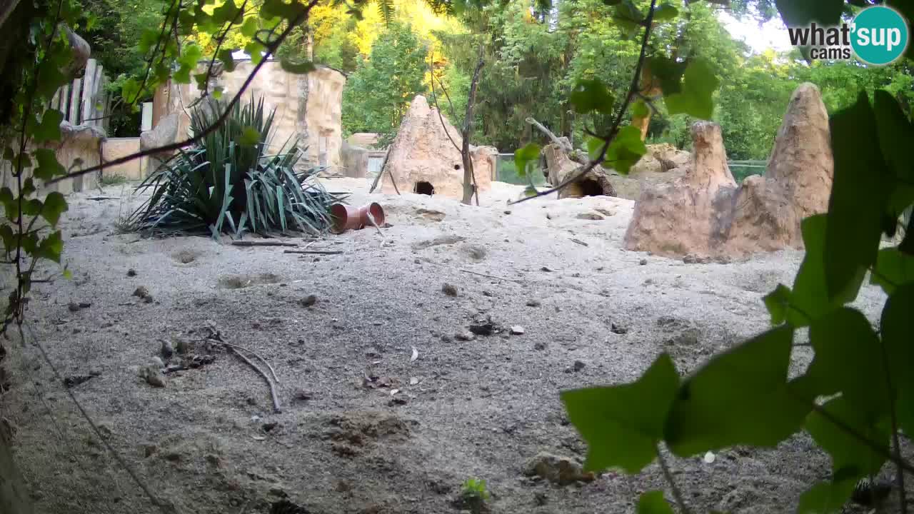 Live cam Zoo Ljubljana – Erdmännchen