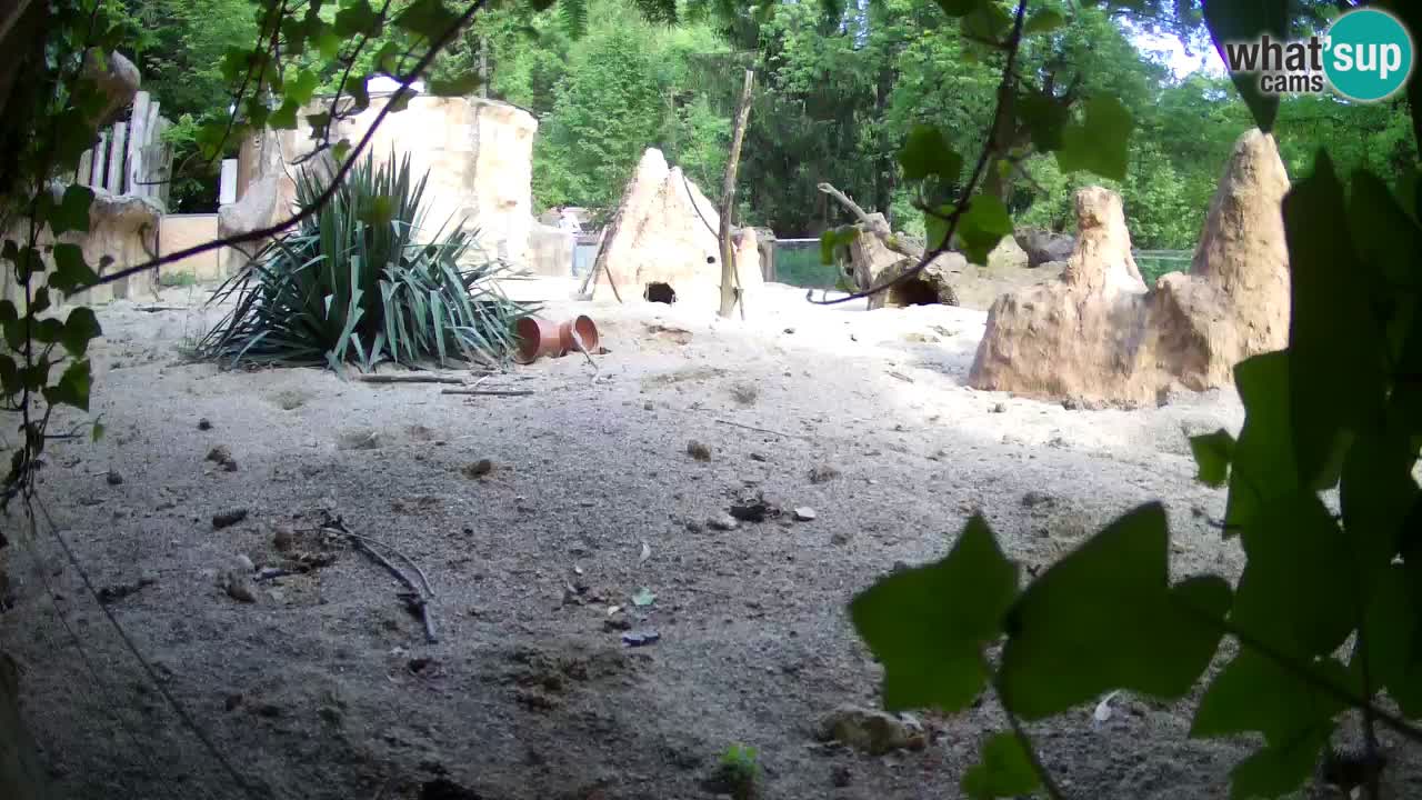 Zoo Ljubljana – Live webcam Meerkat (Suricata)
