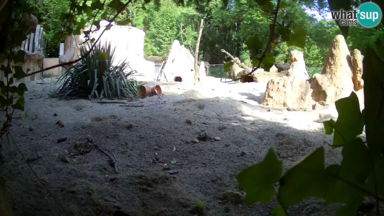 Live cam Zoo Ljubljana – Erdmännchen