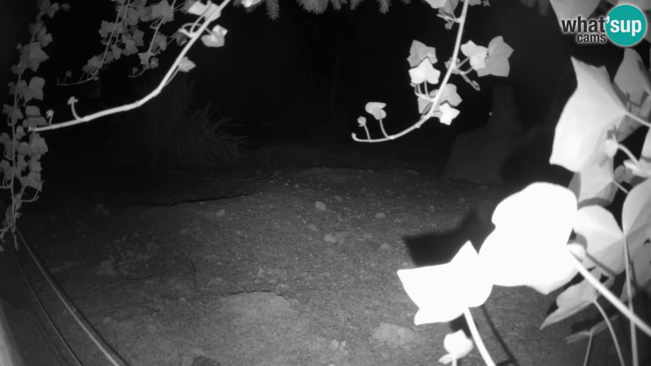 Webcam Zoo Ljubljana – Suricate