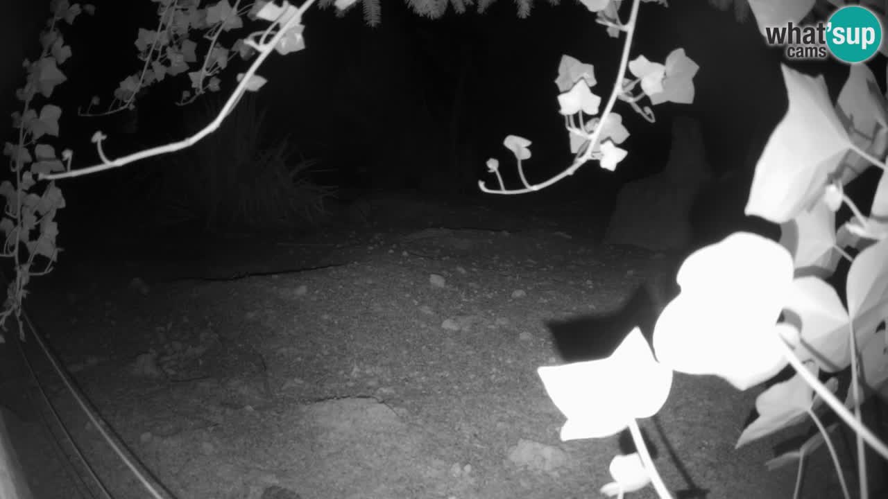 Webcam live Zoo Ljubljana – Suricata