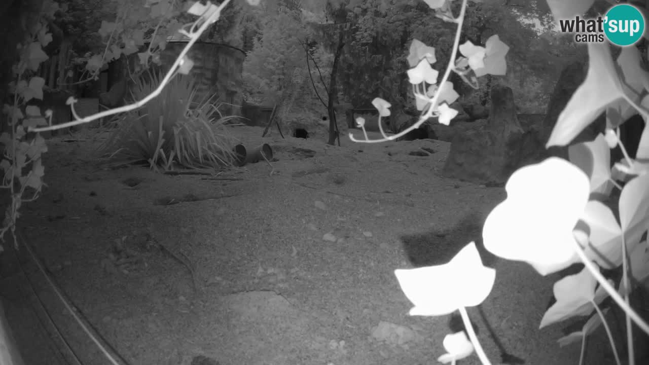 Webcam live Zoo Ljubljana – Suricata