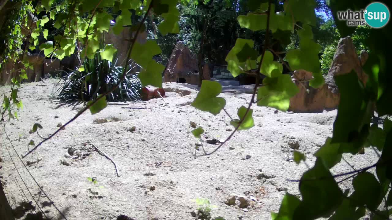 Zoo Ljubljana – Live webcam Meerkat (Suricata)