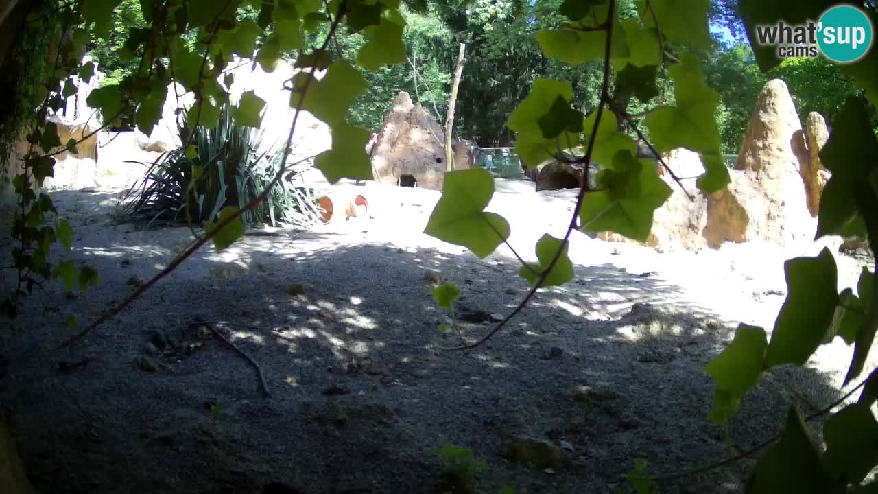 Web kamera Zoo Ljubljana – Merkat