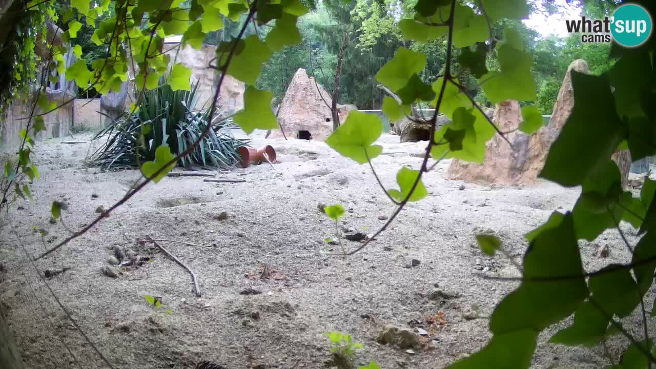 Zoo Ljubljana – Meerkat (Suricata)