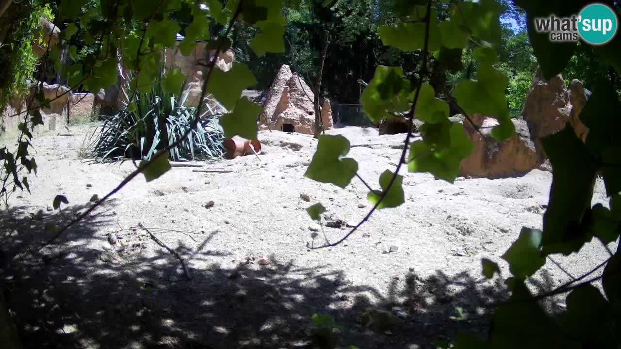 Zoo Ljubljana – Live webcam Meerkat (Suricata)