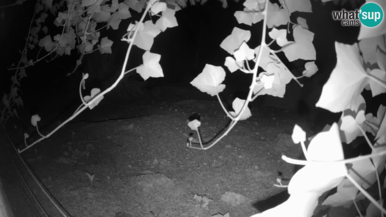 Live cam Zoo Ljubljana – Erdmännchen