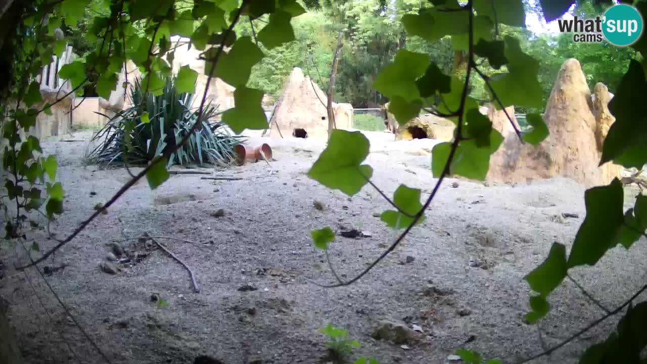 Spletna kamera Živalski vrt Ljubljana – Surikat