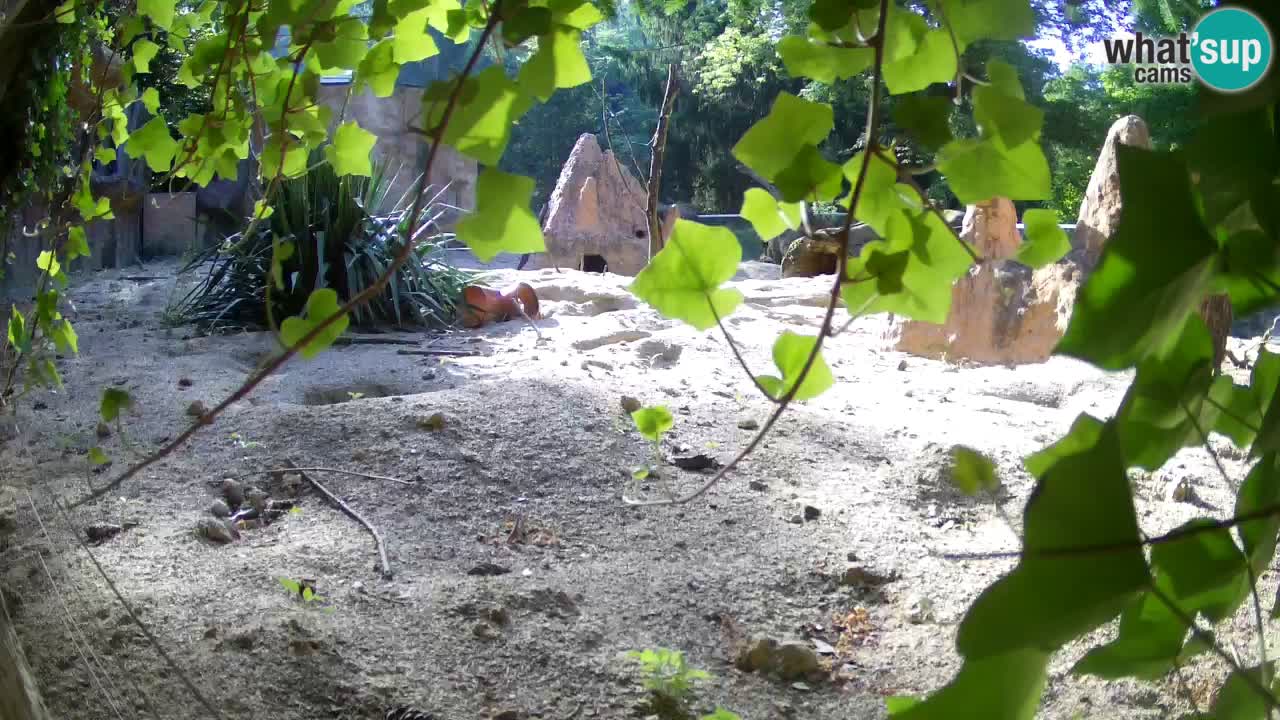 Zoo Ljubljana – Live webcam Meerkat (Suricata)