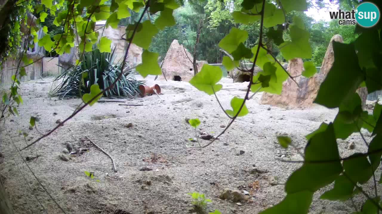 Zoo Ljubljana – Live webcam Meerkat (Suricata)
