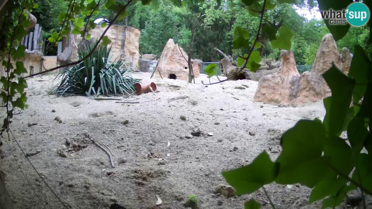 Zoo Ljubljana – Live webcam Meerkat (Suricata)