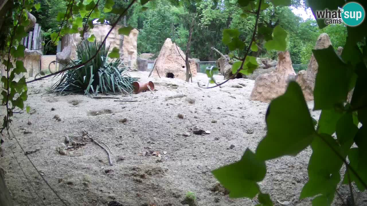 Zoo Ljubljana – Meerkat (Suricata)