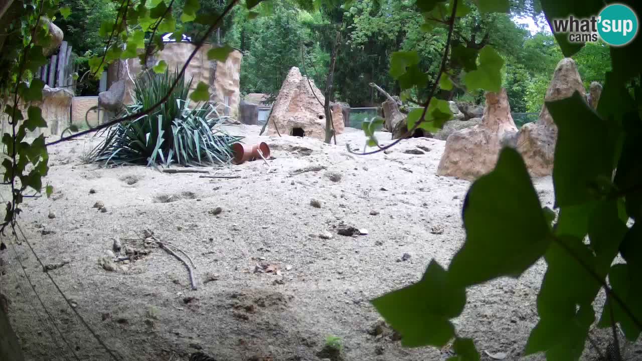 Zoo Ljubljana – Live webcam Meerkat (Suricata)