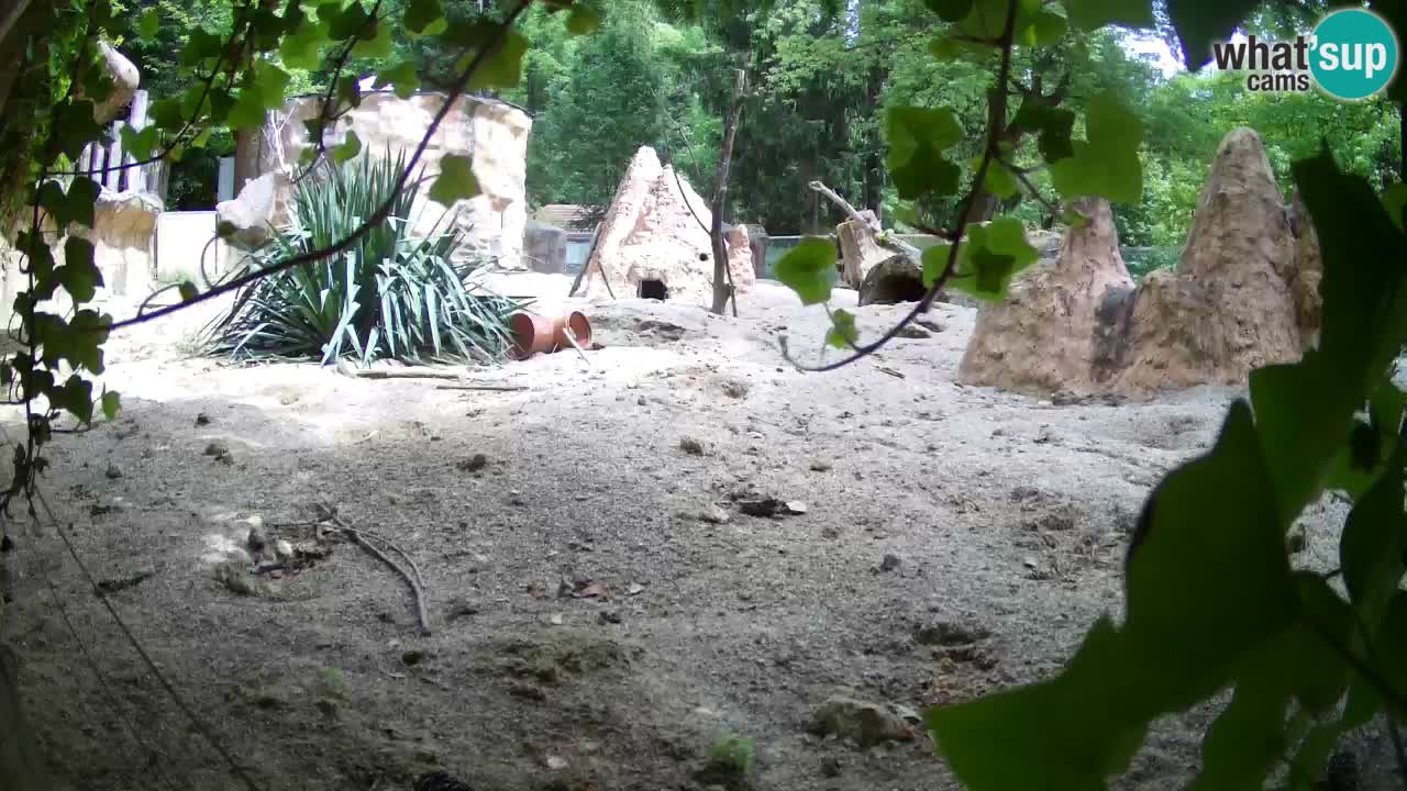 Zoo Ljubljana – Live webcam Meerkat (Suricata)