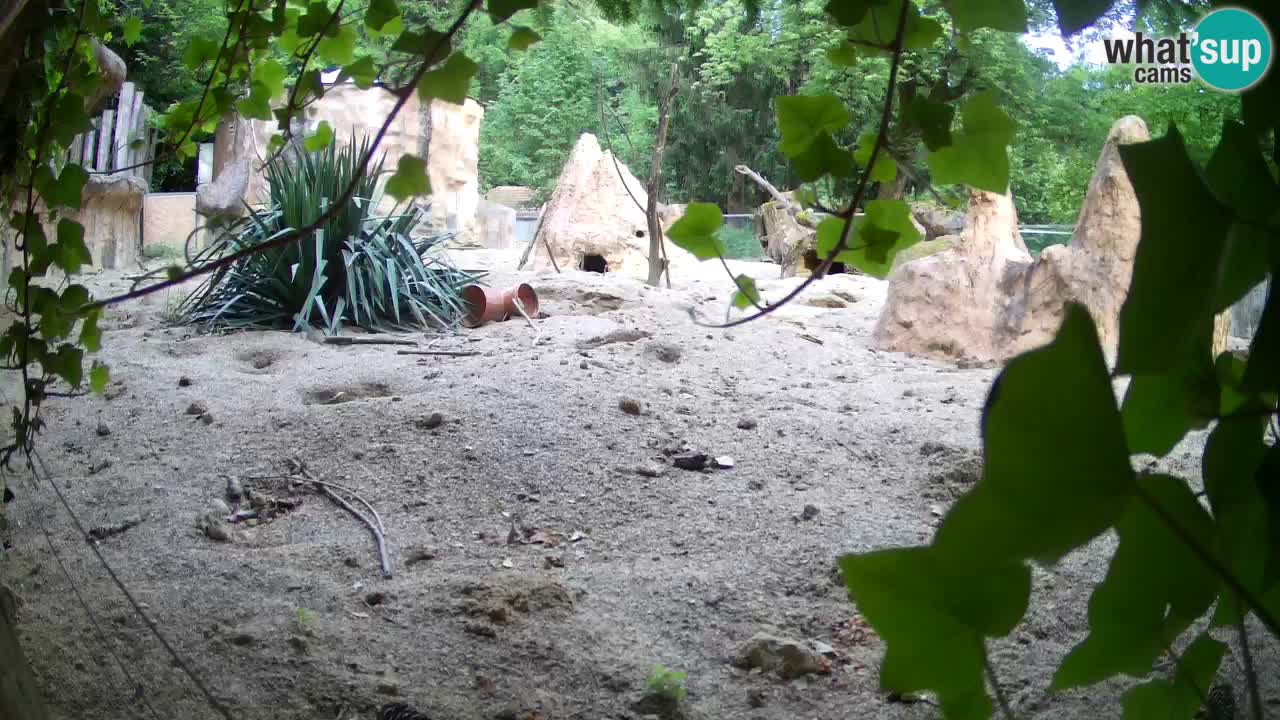 Web kamera Zoo Ljubljana – Merkat
