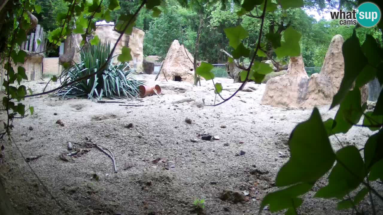 Zoo Ljubljana – Live webcam Meerkat (Suricata)