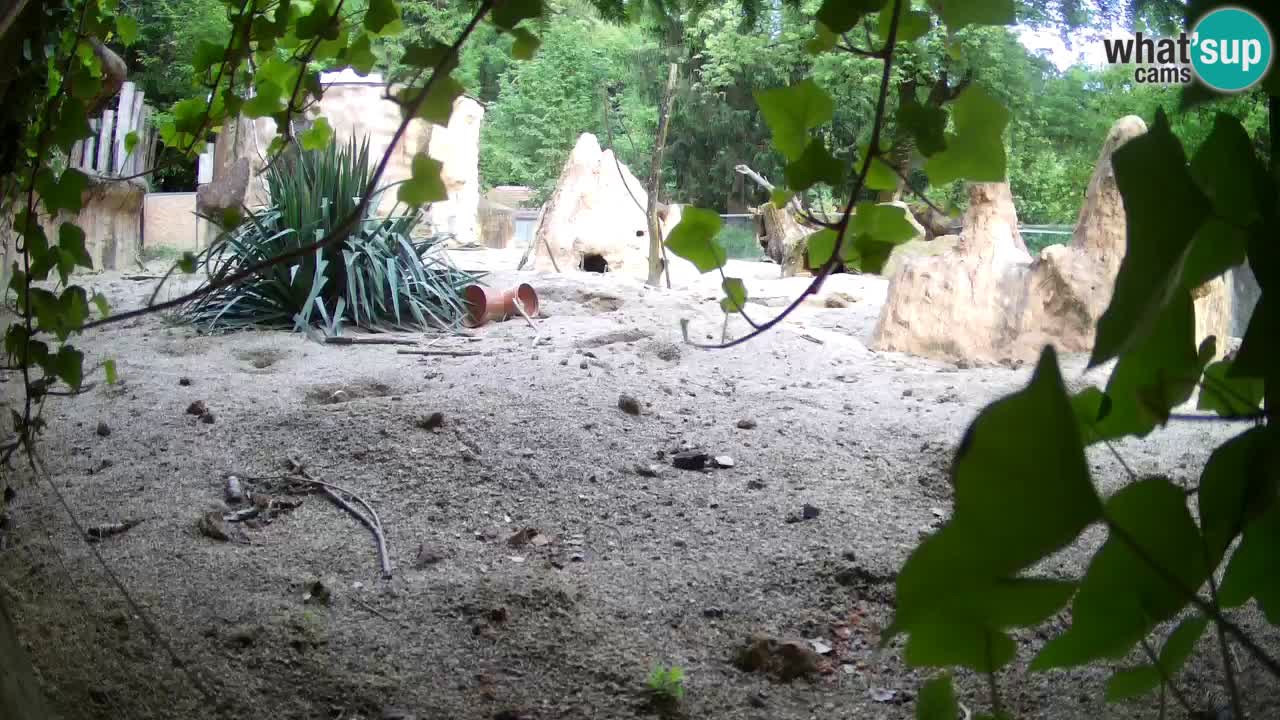 Live cam Zoo Ljubljana – Erdmännchen